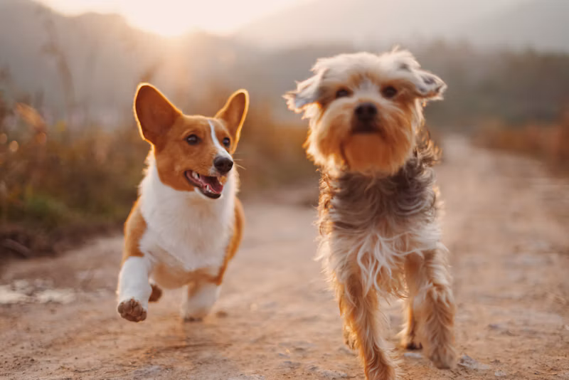 Ração para Cães Sênior (10kg)
